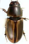 Labarrus pseudolividus